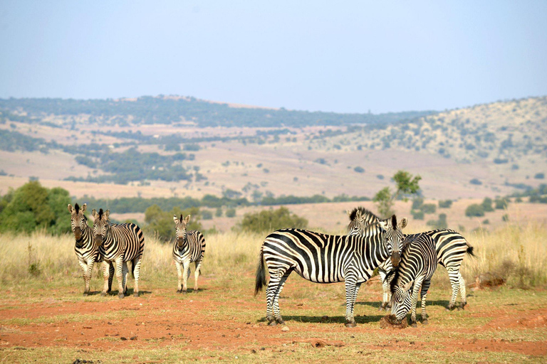 Cradle of Humankind & Rhino and Lion Nature Reserve Safari