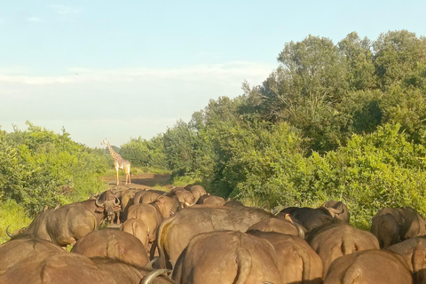 Parque Nacional de Nairóbi Orfanato de bebês elefantes Centro de girafas