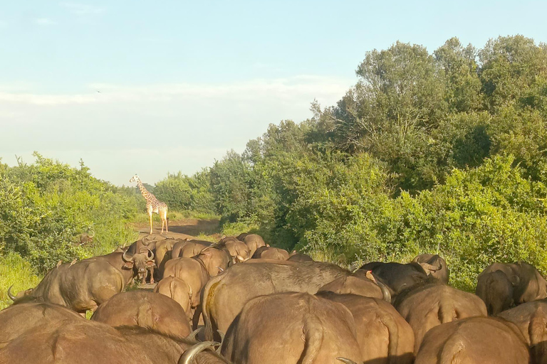 Parque Nacional de Nairóbi Orfanato de bebês elefantes Centro de girafas