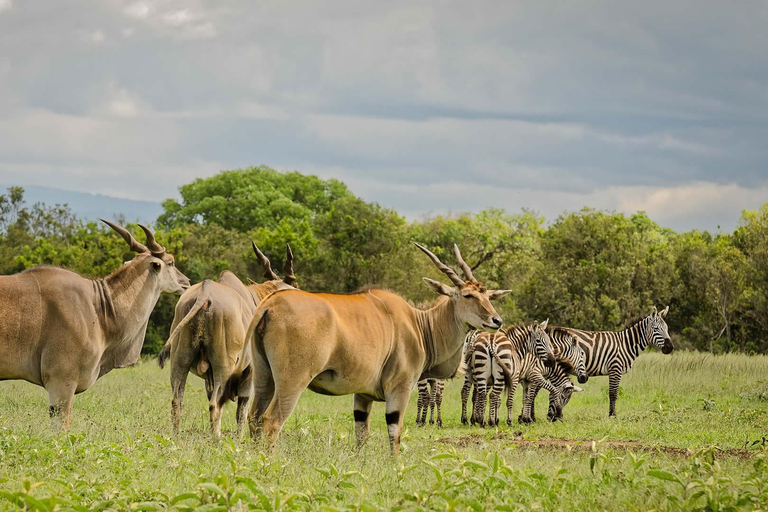 7-daagse tour naar Amboseli, Tsavo en Diani Beach Safari