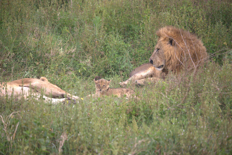 Nairobi: Sunrise Wildlife Safari with Hotel Pickup