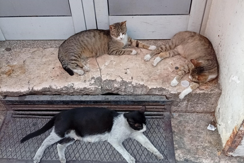 Sarajevo Street Cats Tour