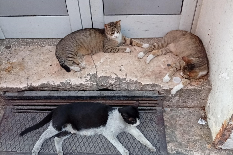 Sarajevo Street Cats Tour