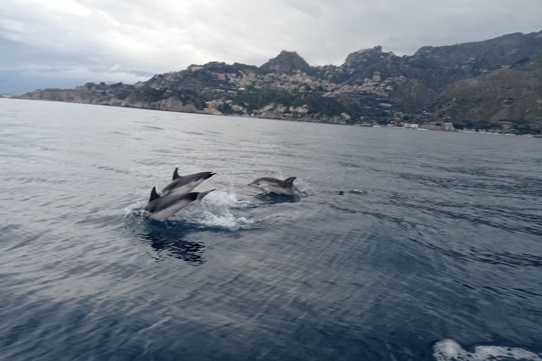 Sunset tour in search of dolphins with aperitif