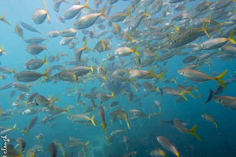 Sydney: Guided Snorkelling Tour - Shelly Beach