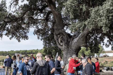 Requena: Bodegas Nodus Winery Tour and Wine Tasting