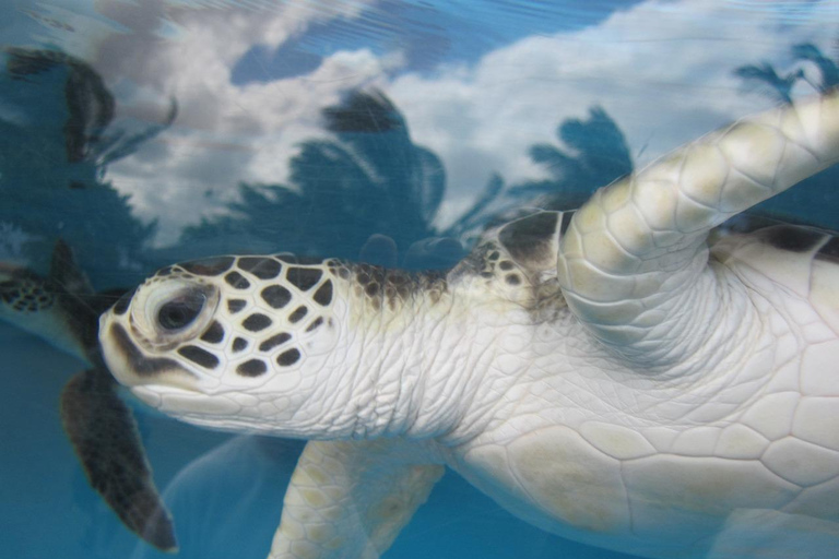 Schildpadden aquarium halve dagtrip