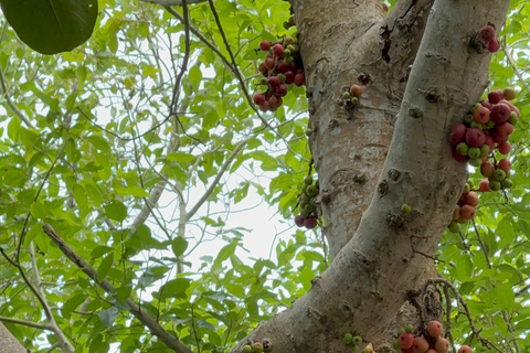 Tour panoramico della città di Da Nang con avventura in parapendioTour privato in moto