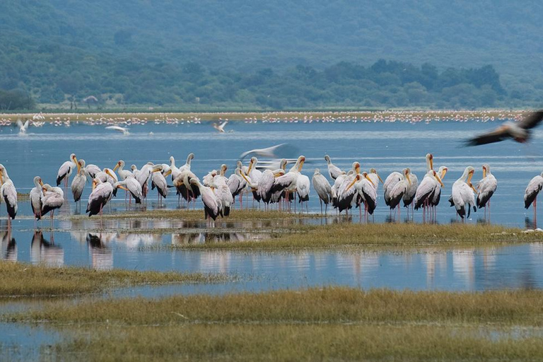 Lake Manyara: The best of Day Trip from Arusha