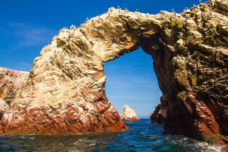 Ica: Ausflug Ballestas Inseln & Paracas Nationalreservat