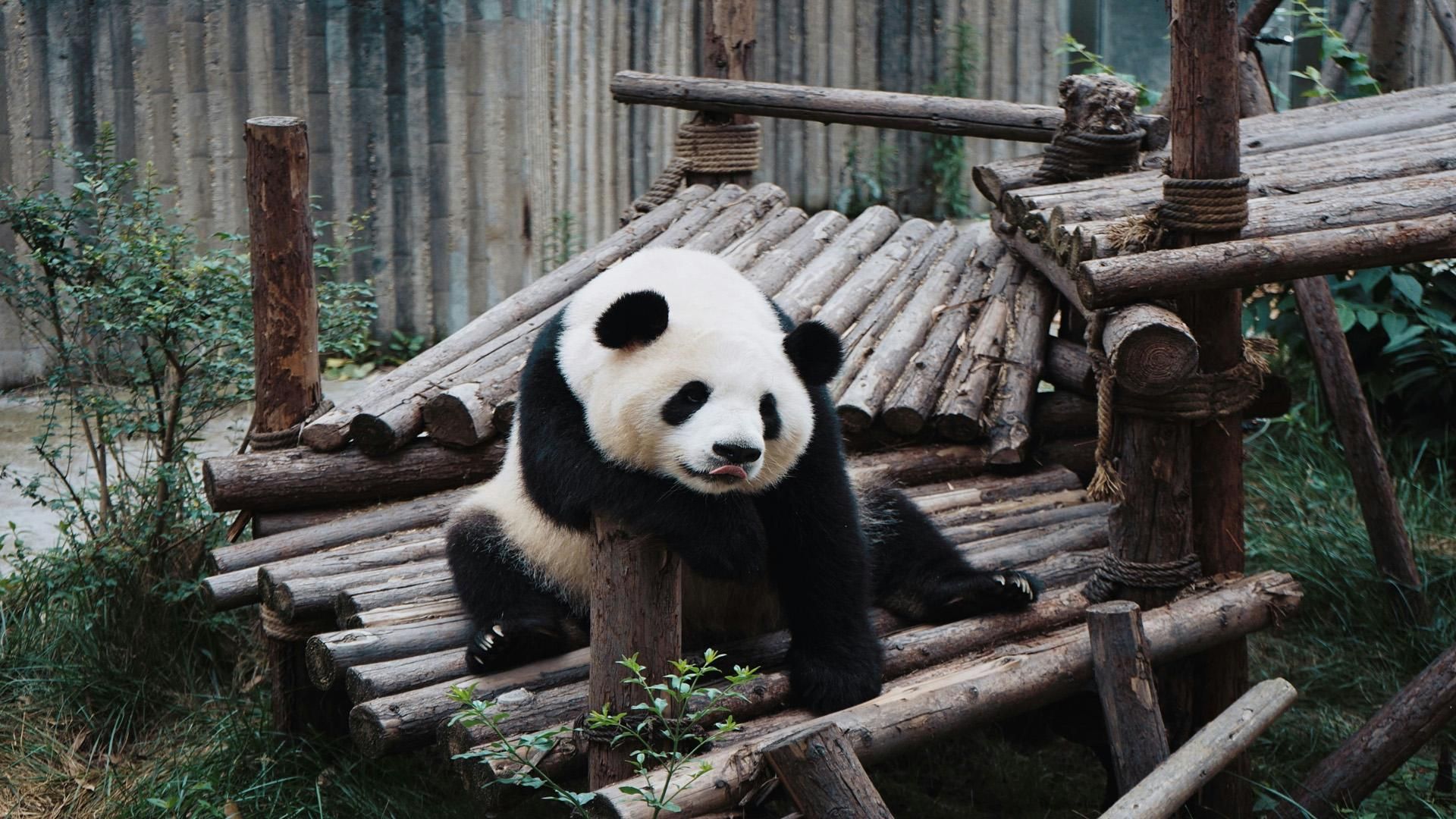 Chengdu: Pandas, Tea Life & Face-Changing Leisure Tour