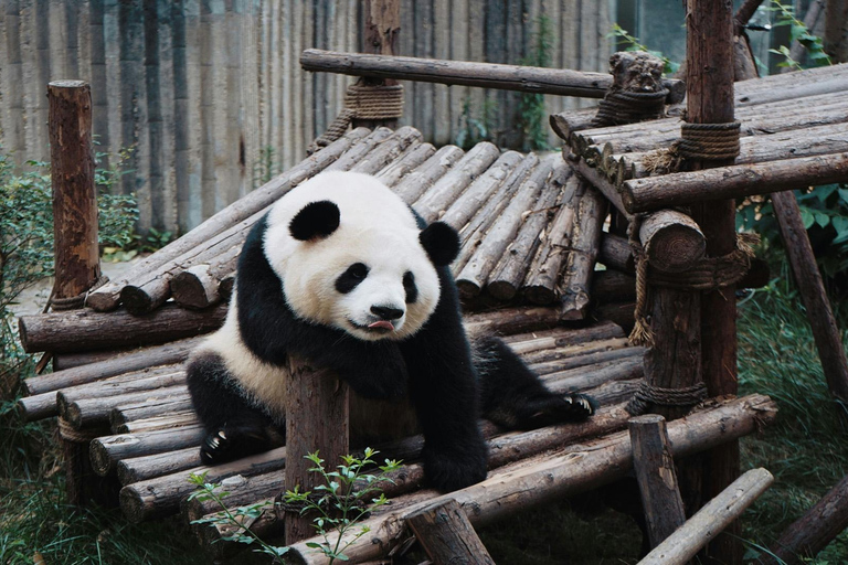 成都熊猫基地和乐山大佛之旅