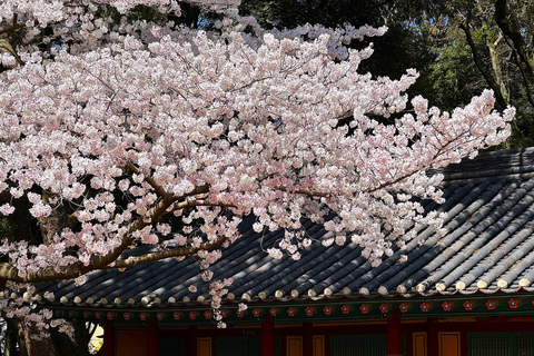 Jeju East: Cherry Blossom Tour & Women Divers Show
