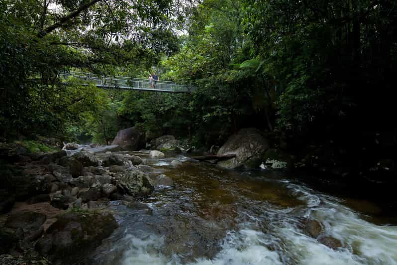 Cairns Daintree And Mossman Gorge Tour With Cruise Option Getyourguide