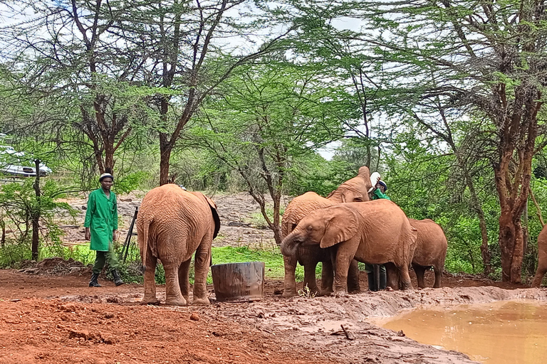 Parque Nacional de Nairóbi Orfanato de bebês elefantes Centro de girafas