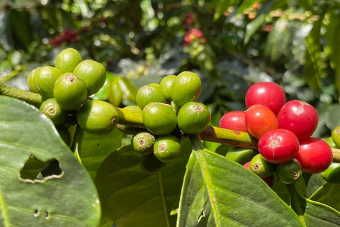 Boquete, Panama : visite interactive du café de spécialité