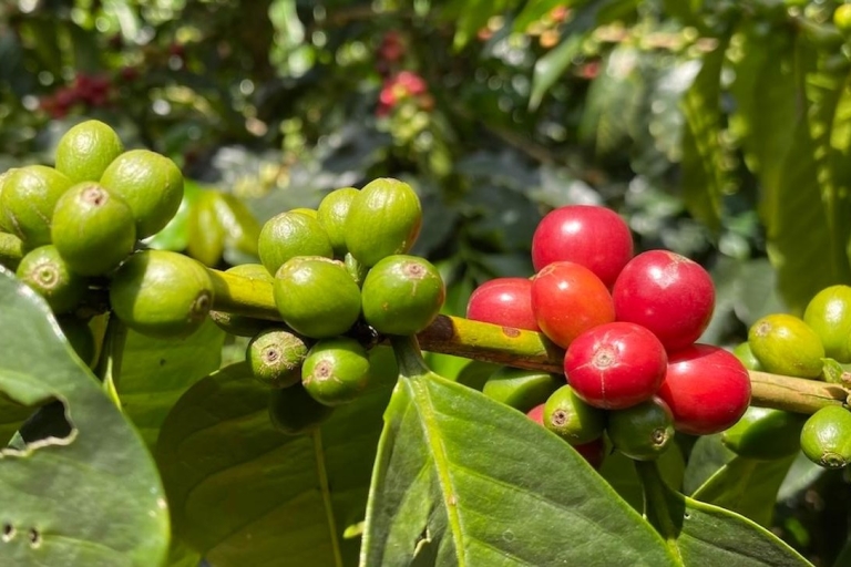 Boquete, Panama: interactive Specialty Coffee Tour