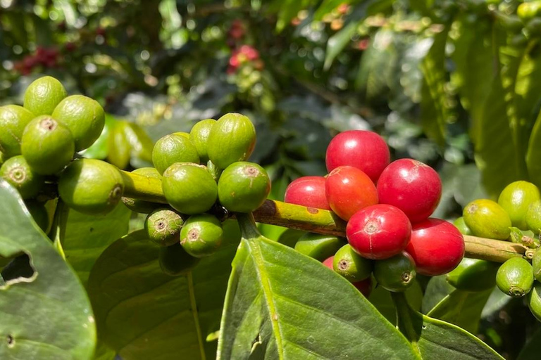 Boquete, Panama : visite interactive du café de spécialité