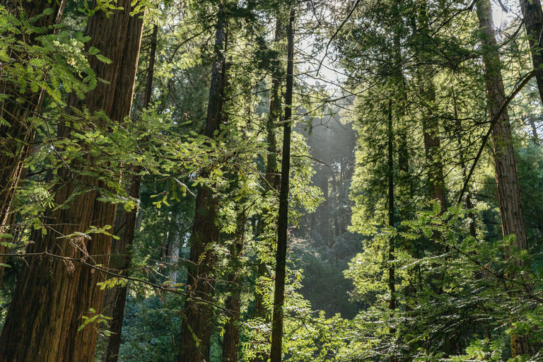 Depuis San Francisco : Visite guidée du Muir Woods National MonumentMuir Woods National Monument : visite avec billet d'entrée