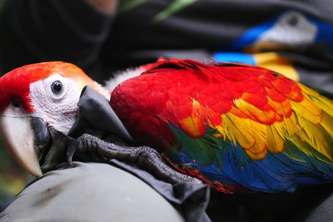 JOURNÉE COMPLÈTE|| Le sanctuaire des aras à Tambopata