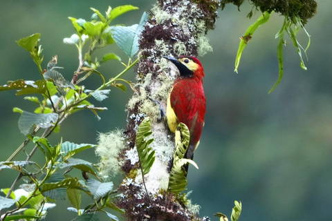 Papallacta Hot Springs und Trekking im Cuyuja Reservat mit Transfer