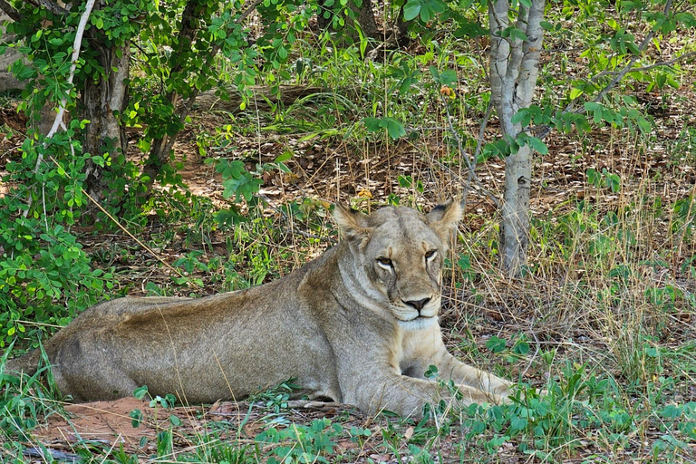 Chobe National Park Day Trip from Livingstone & Vic Falls