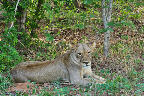Kasane: 2-Day Chobe National Park Safari & River Cruise