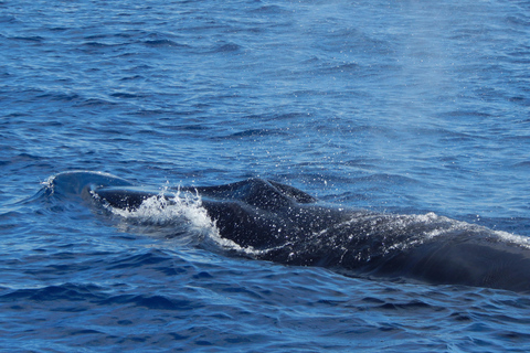 Terceira Island : Whale and Dolphin Watching boat excursion Whale and Dolphin Watching Tour in Terceira Island