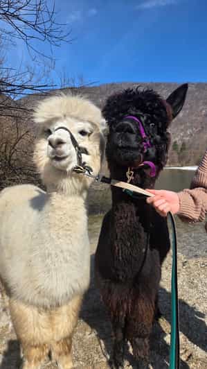 Walking with alpacas - Domačija Loncnar - Bohinj