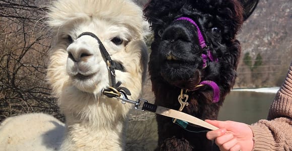 Spaziergang mit Alpakas - Domačija Loncnar - Bohinj