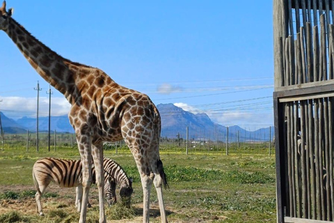 Città del Capo: degustazione di vini, casa delle giraffe e incontro con il ghepardo