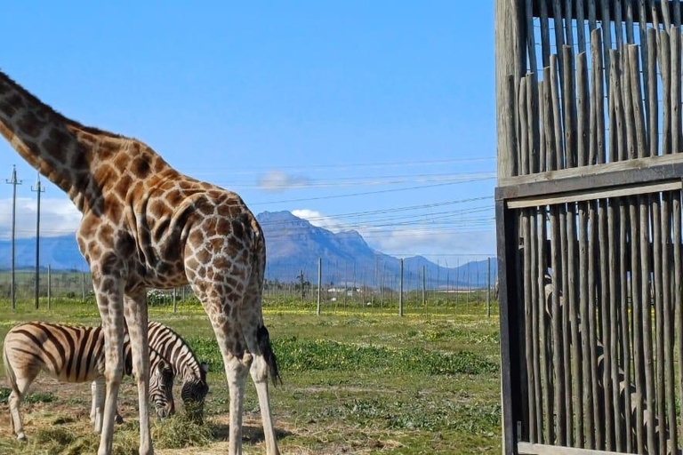 Città del Capo: degustazione di vini, casa delle giraffe e incontro con il ghepardo