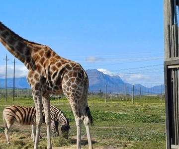 Cape Town: Wine Tasting, Giraffe House and Cheetah Encounter