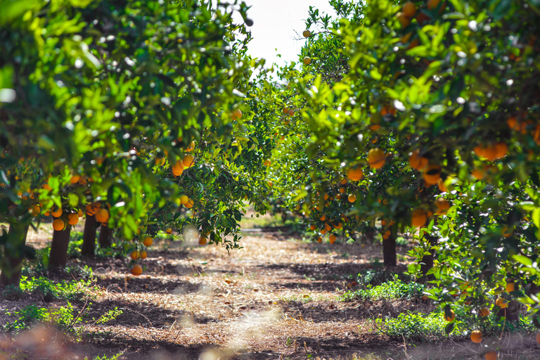 Loire Valley: Private Horse Ride, Castles, Orchards & Photos
