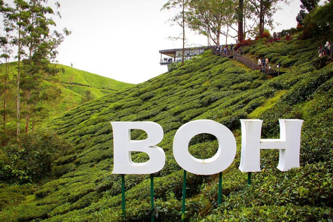 From Penang: Cameron Highlands Refreshing Private Day Tour