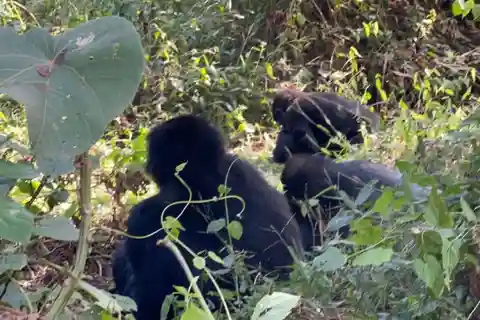 Lake Bunyonyi: Mgahinga Gorilla National Park Day Trip
