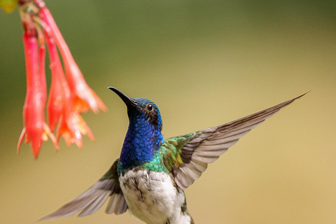 Cali: Birdwatching Tour with Breakfast and Guide