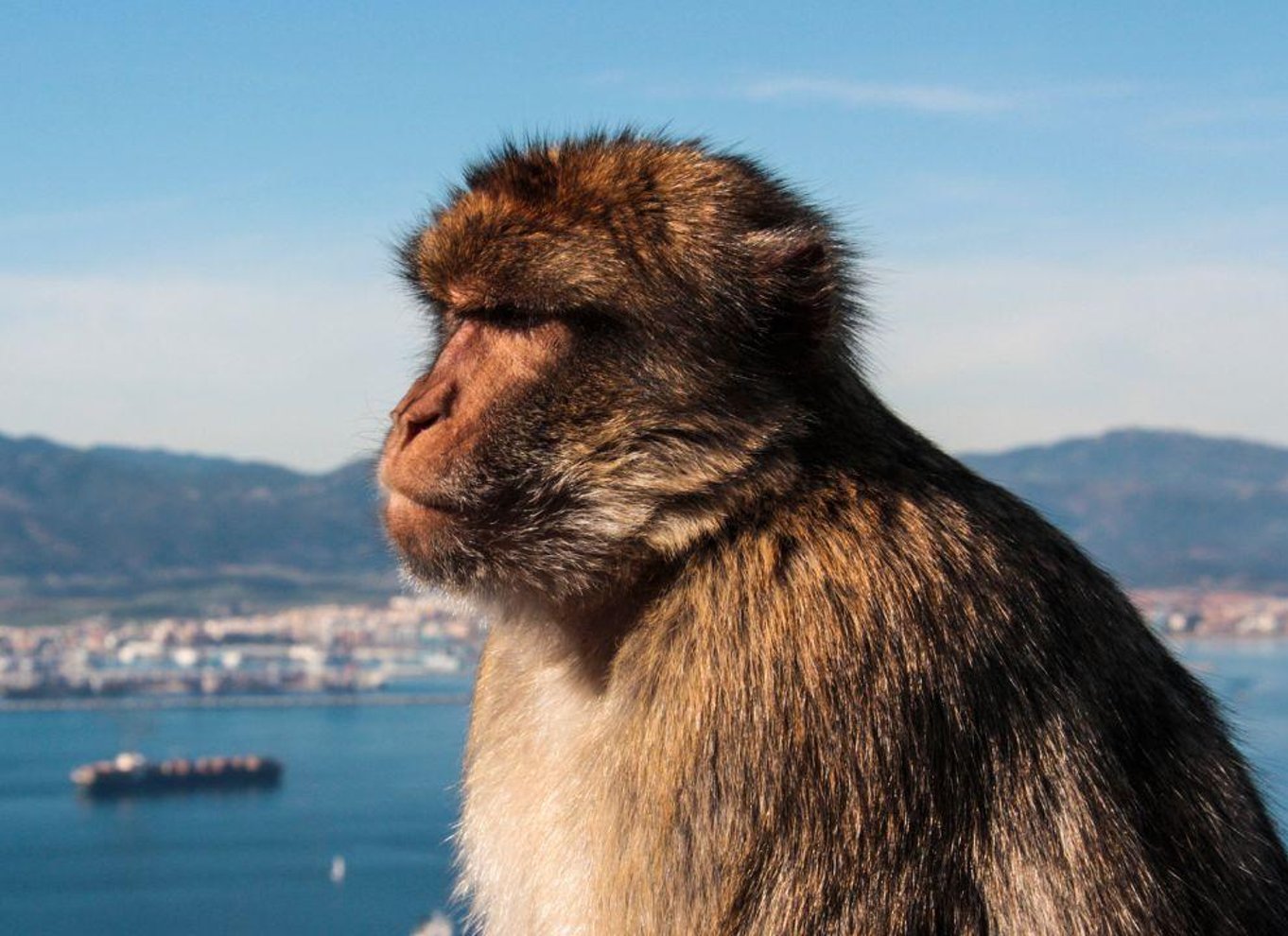 Fra Malaga: Tur til Gibraltar og besøg på Klippen (valgfrit)