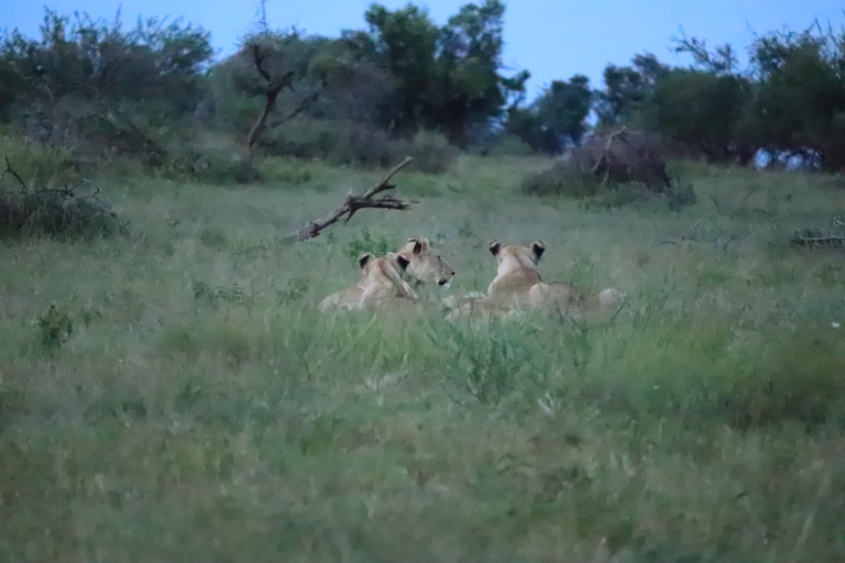 Johannesburg: Kwa Maritane Transfer en Game Drive-pakket