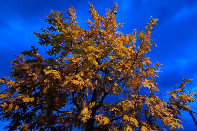 Nice: Monaco, Èze · Panoramic Night Tour · French Riviera