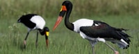 Game Drive - Housity