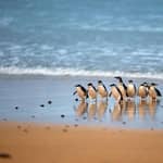 Da Melbourne: Parata dei Pinguini e tour tra i koala a Phillip Island