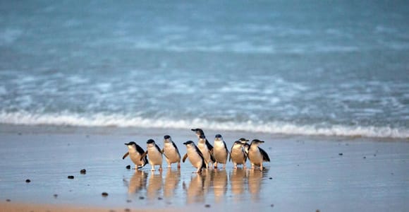 Ab Melbourne: Pinguin-Parade & Koala-Tour auf Phillip Island