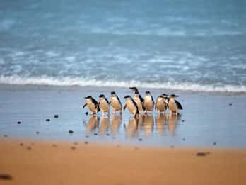 From Melbourne: Penguin Parade and Koalas Tour