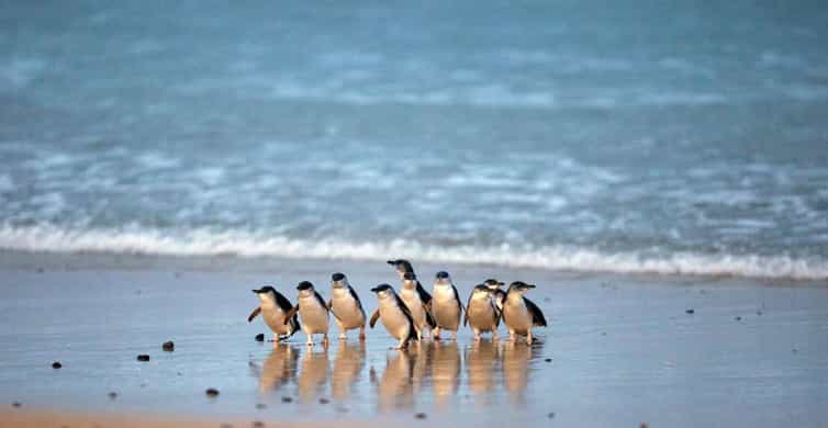 From Melbourne: Phillip Island Penguin Parade & Koalas Tour