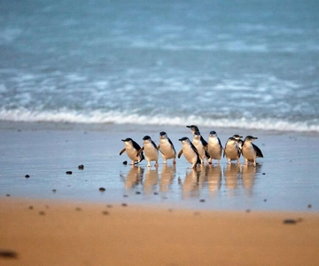 From Melbourne: Penguin Parade and Koalas Tour