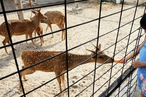 Penang Village Fun: Congkak Game, Local Treat & Petting Zoo