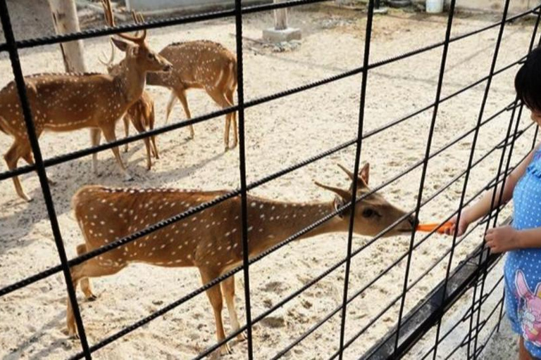 Penang Village Fun: Congkak Game, Local Treat & Petting Zoo