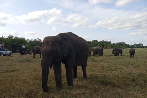 Safari tout compris dans le parc national de Minneriya avec choix de l&#039;hôtel