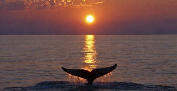 Sunset by Travelin´ Lady: Eco Yacht Whale Watching